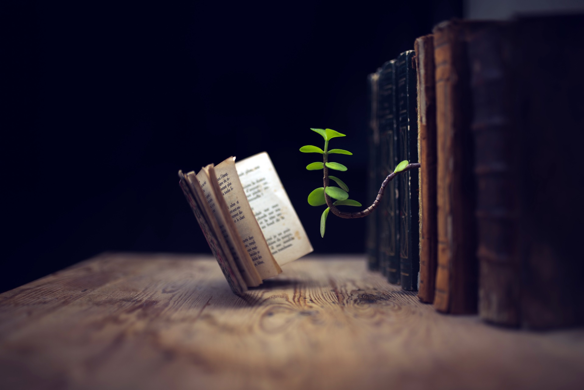 Wallpaper, plants, old, books, leaves 1920x1282