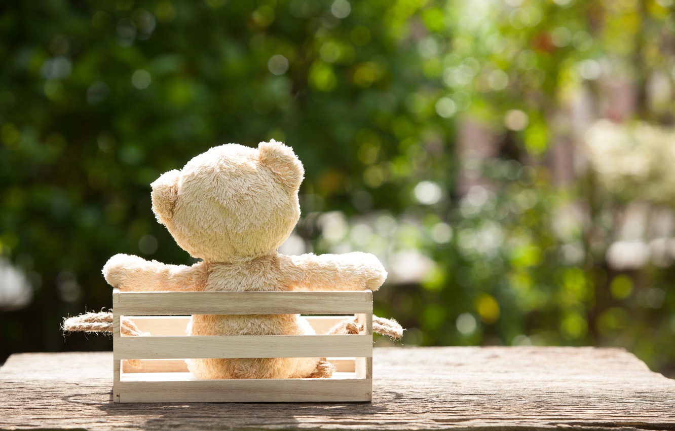 Wallpaper toy, garden, bear, bear, garden, teddy, lonely, cute, lonely image for desktop, section настроения