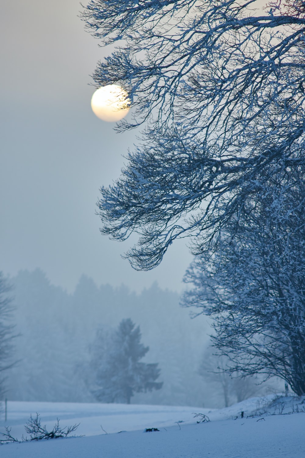 trees covered with snow photo