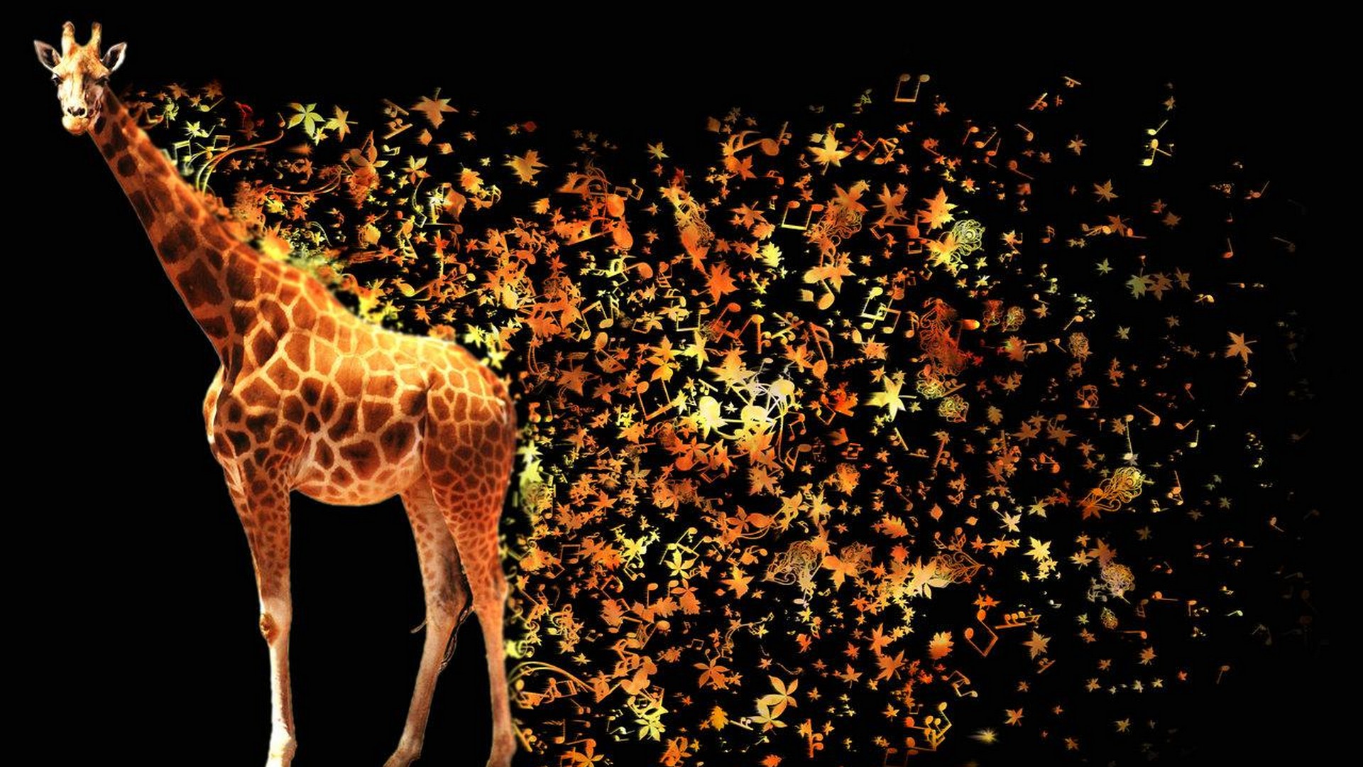 African Giraffe Wallpaper Live Wallpaper HD