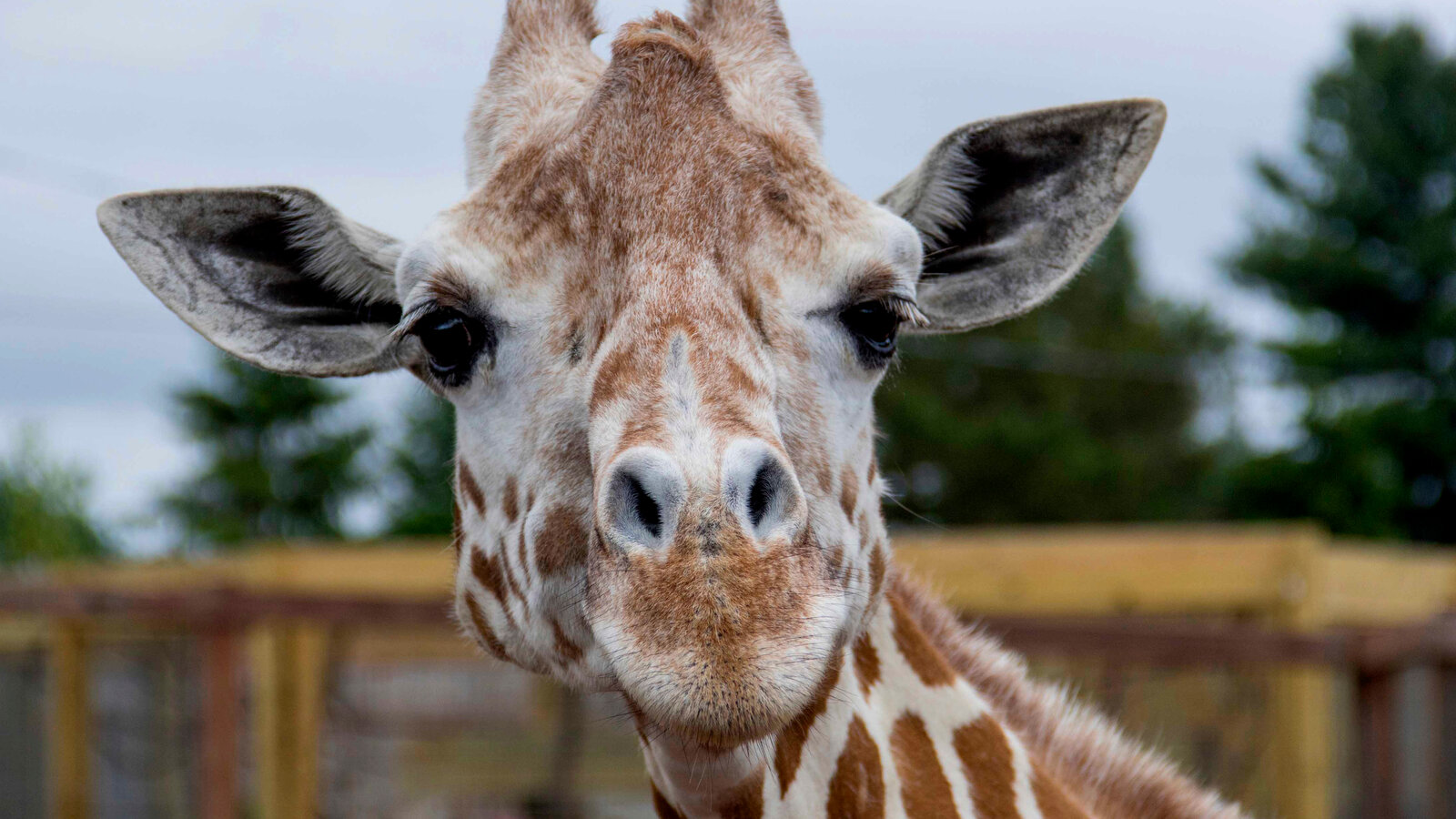 April the Giraffe, Who Became an Internet Sensation in Dies