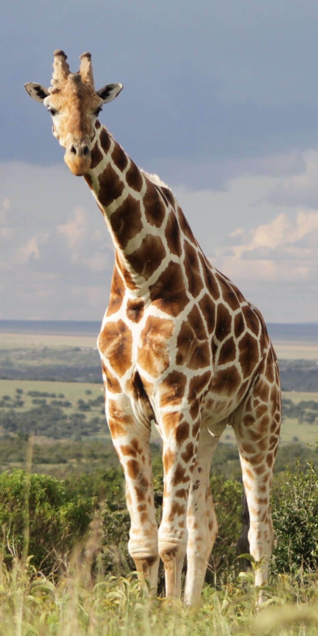 Animal Giraffe