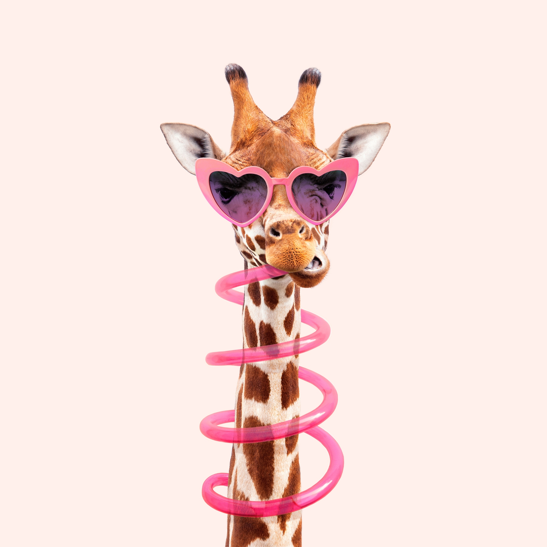 Buy Thirsty Giraffe wallpaper