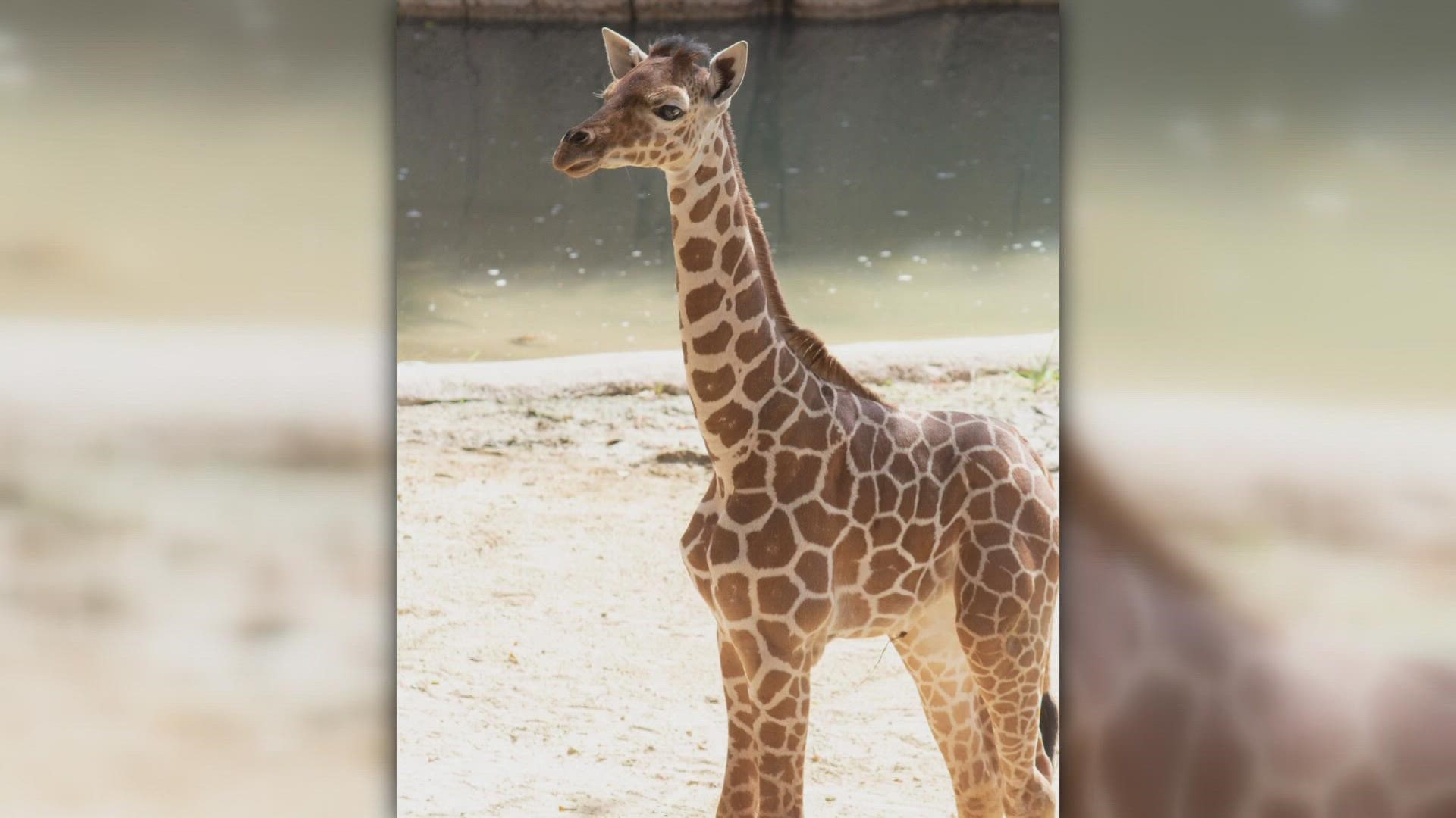 Dallas Zoo giraffes: Two of three deaths are related, staff says