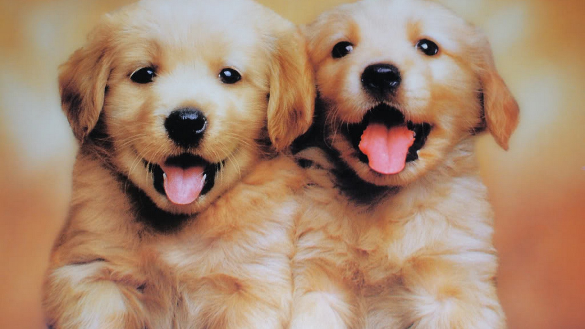 Puppies Wallpaper HD Live Wallpaper HD