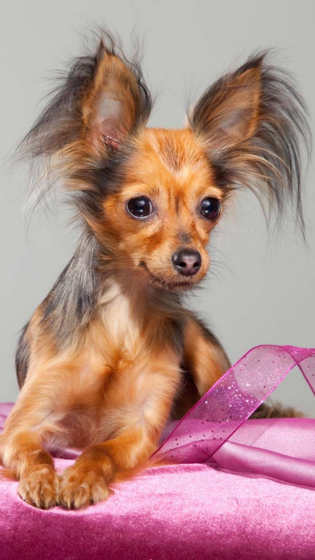 Android Wallpaper HD Cute Puppies Android Wallpaper