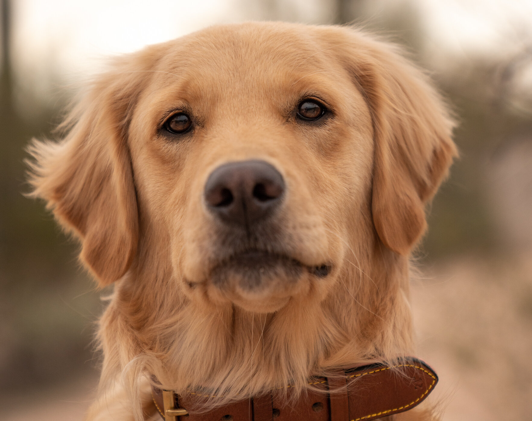 2022 Pet Calendar Contest