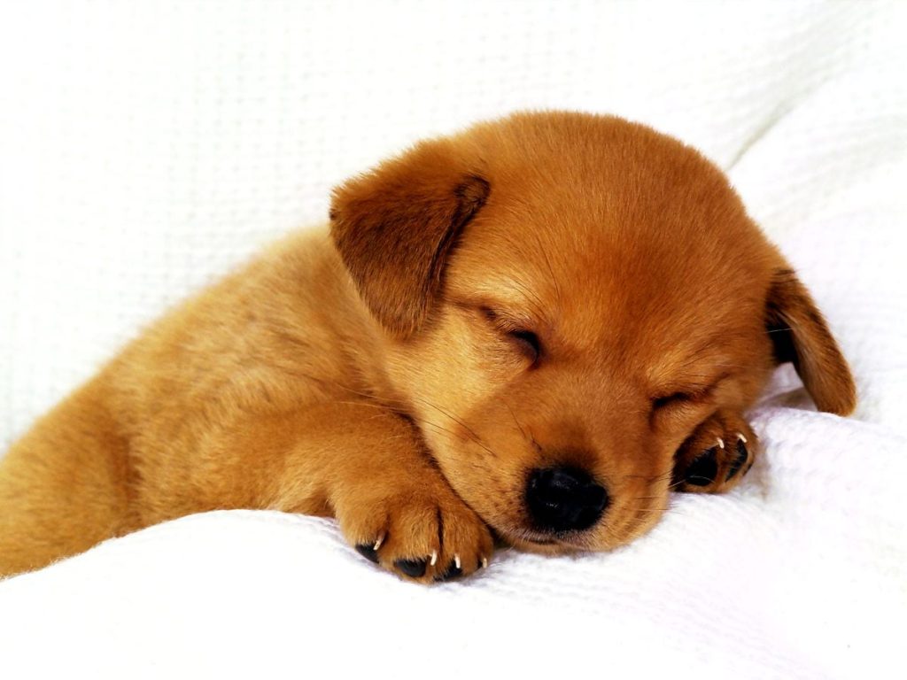 Cute Puppies & Pet Dog Image & Wallpaper HD Free Download