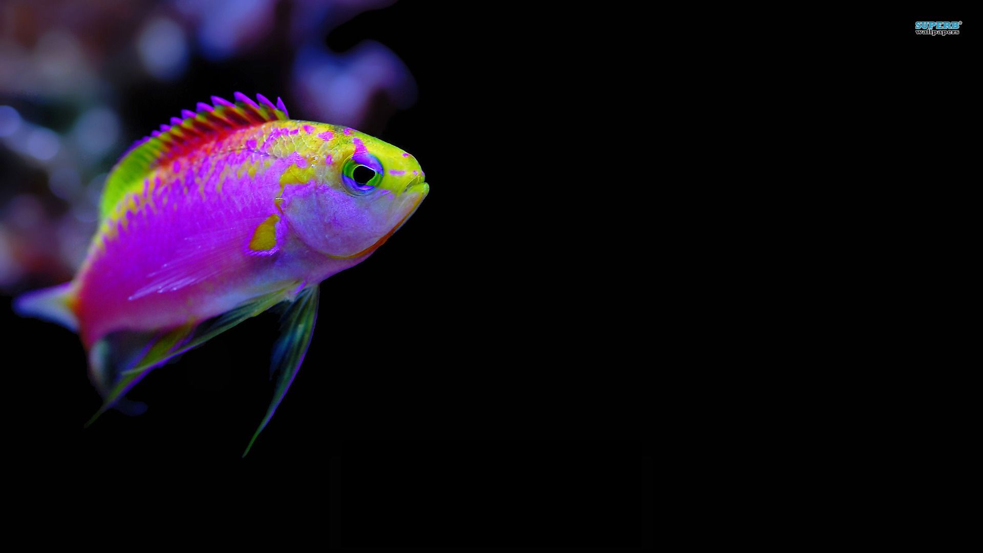 Colorful tropical fish wallpaper. Tropical fish, Tropical fish picture, Fish wallpaper
