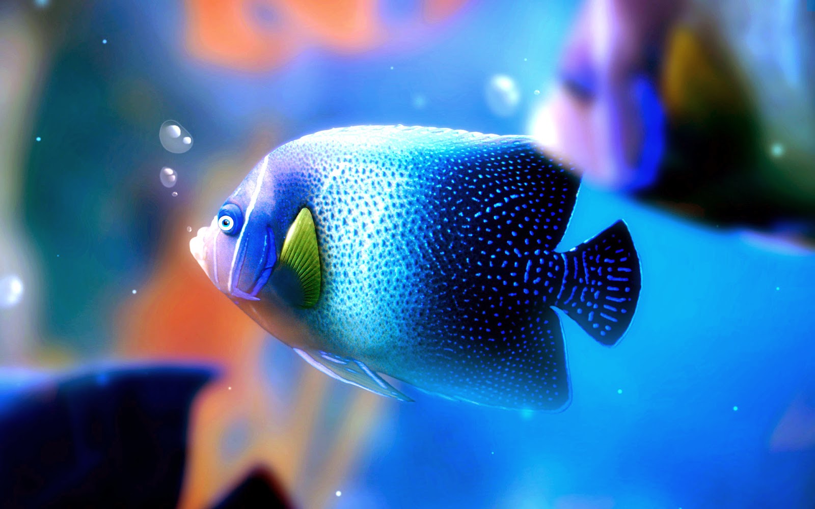 Most Beautiful Colorful Fish HD Picture Exotic Collection
