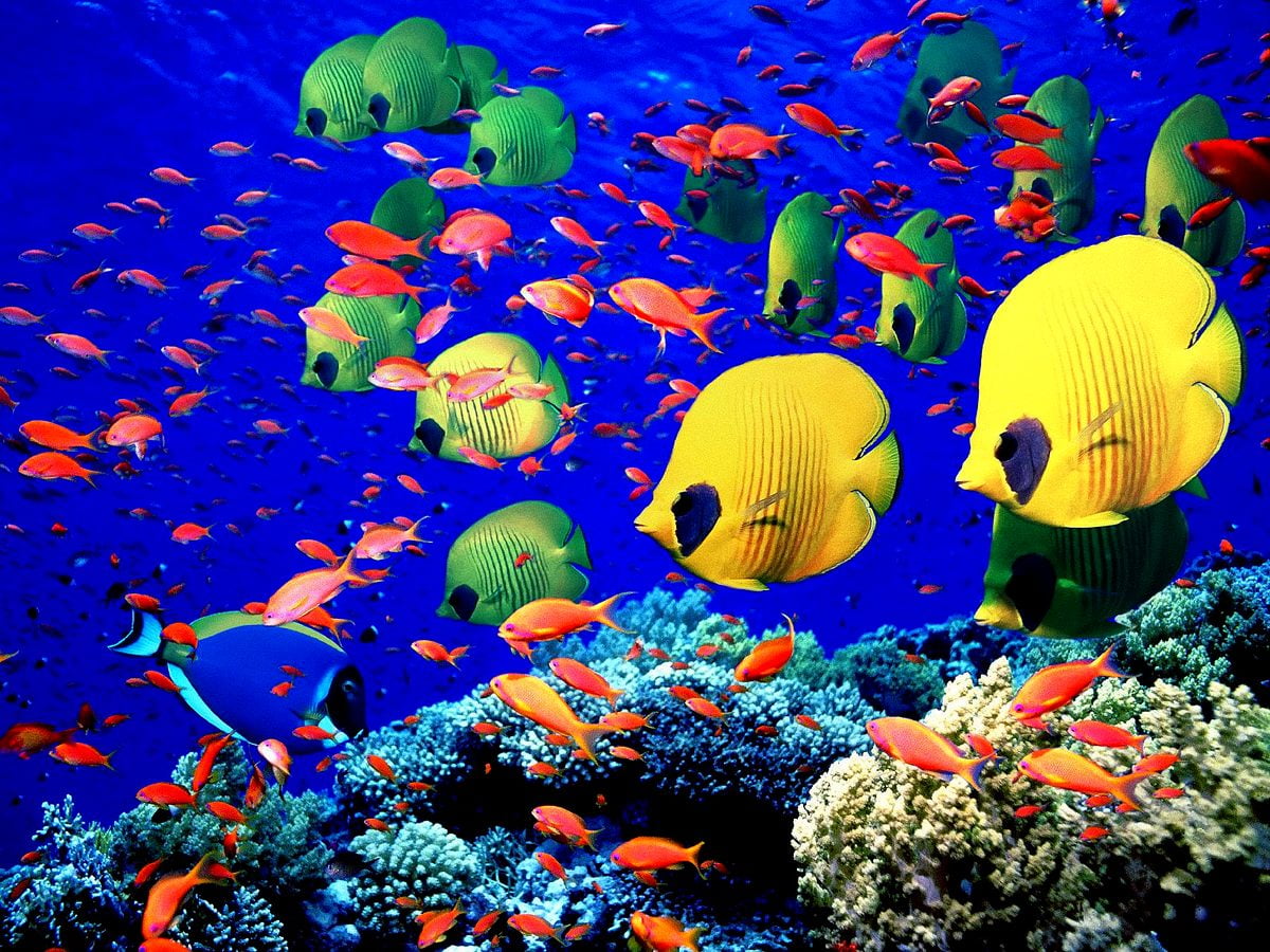 Nice Colourful Fish, Coral Reef, Coral Reef Fish background. Download Best Free photo