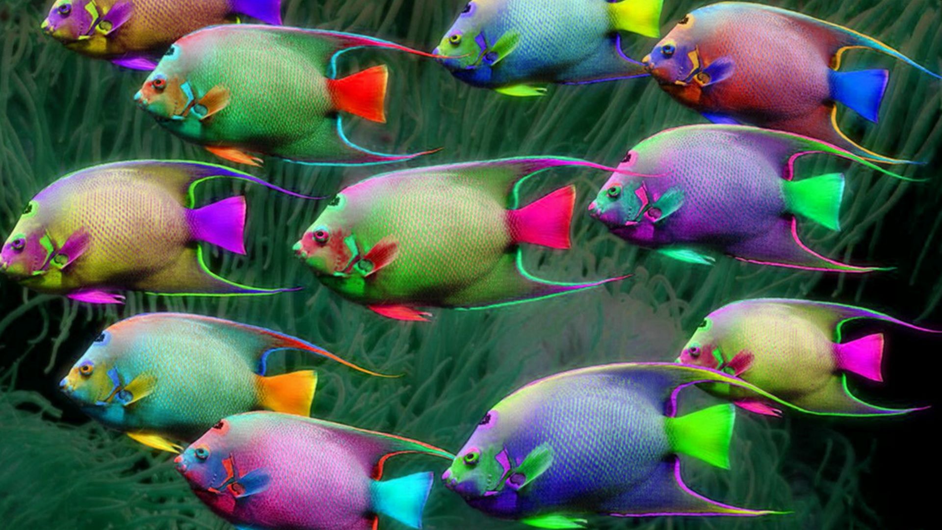 colorful tropical fish wallpaper