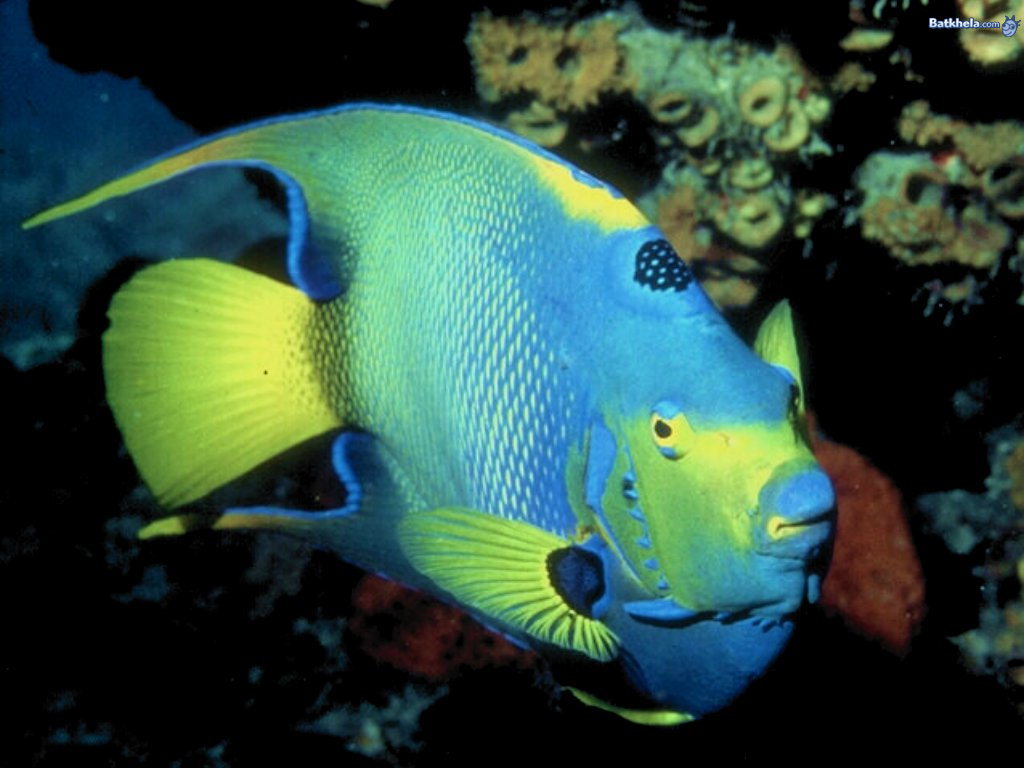 Fish Fishes With Scales