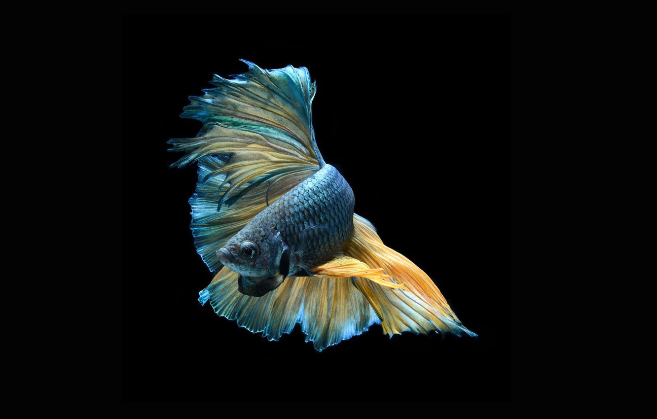 Wallpaper dark, beautiful, striking, colorful fish image for desktop, section минимализм