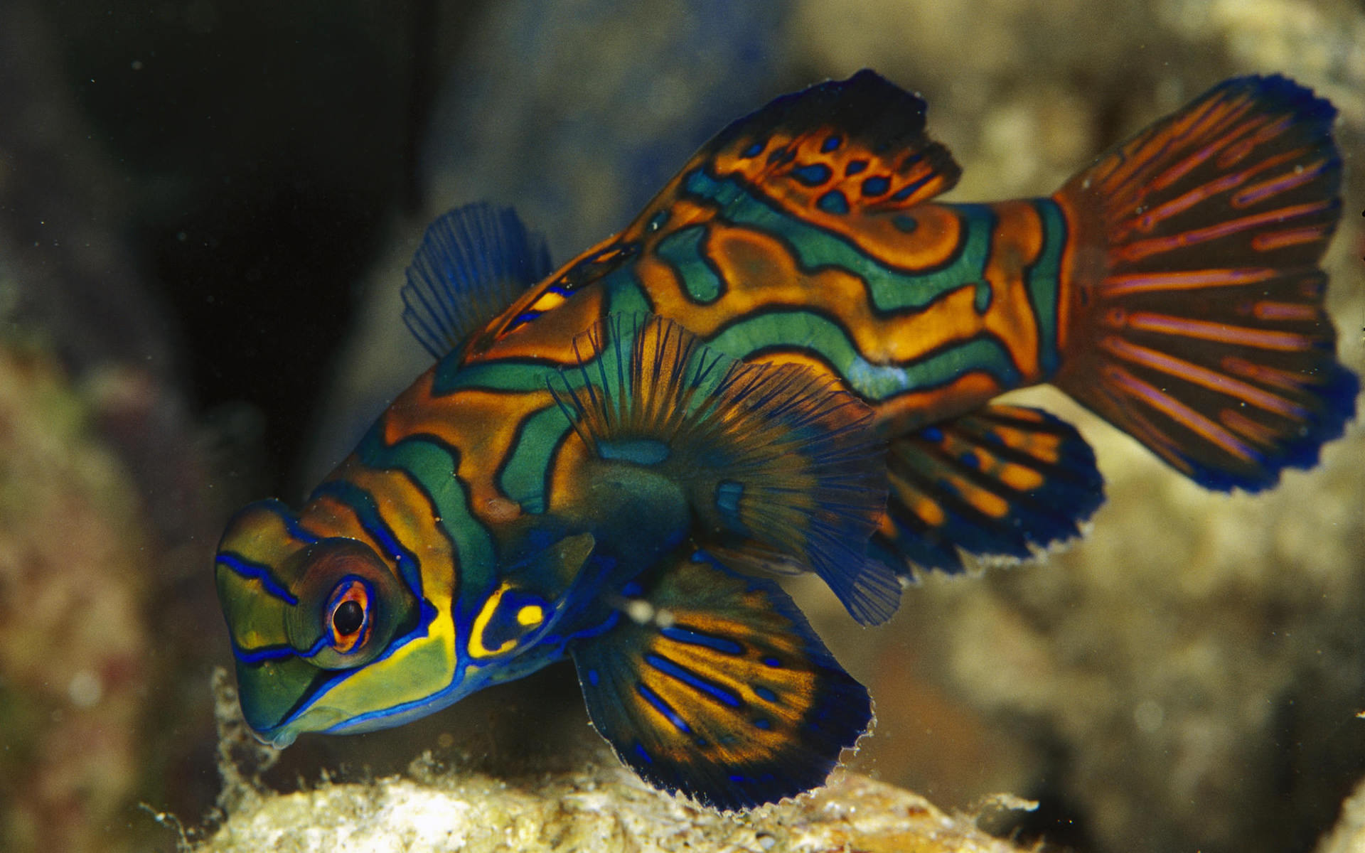 Colorful Underwater Fish Wallpaper