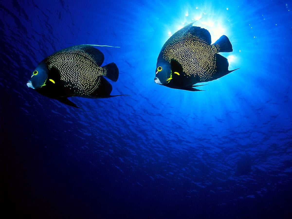 HD Fish wallpaper. Download Free background