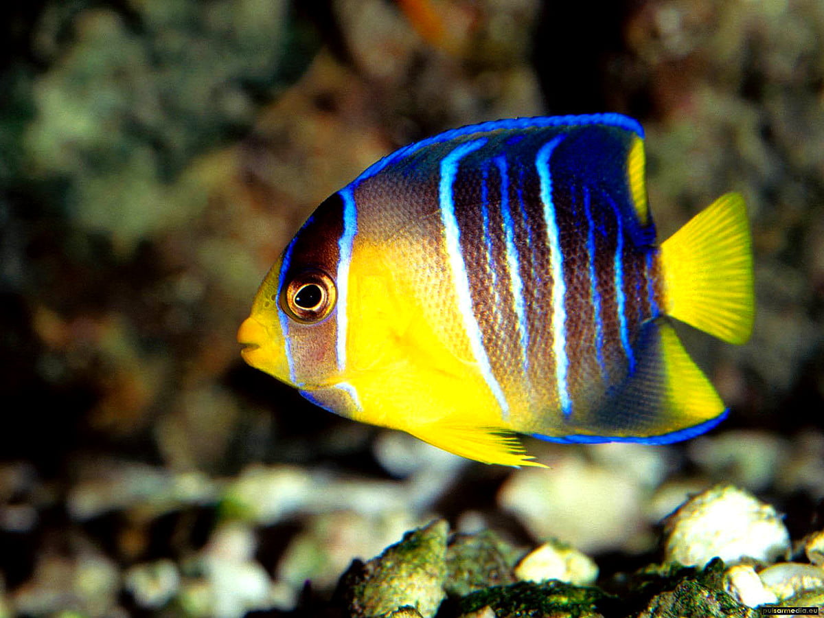 Colourful Fish, Fish, Reef background. Download Best Free photo