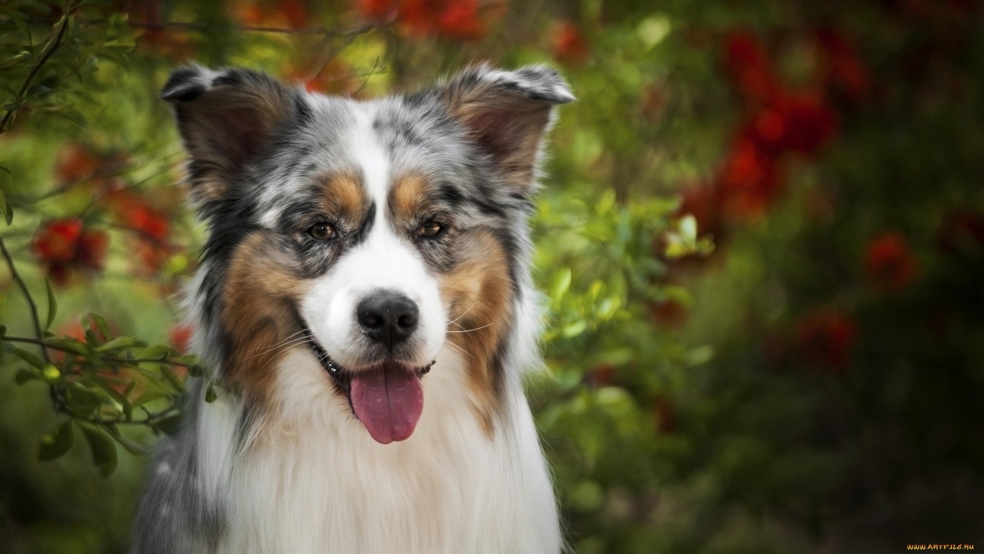 Mini Aussie Wallpapers - Wallpaper Cave