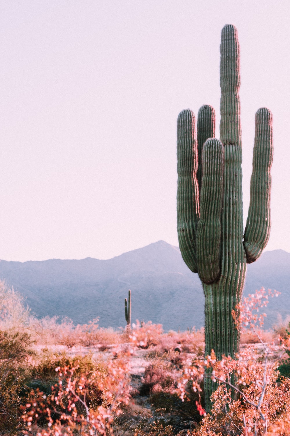 Desert Cactus Wallpapers - Wallpaper Cave