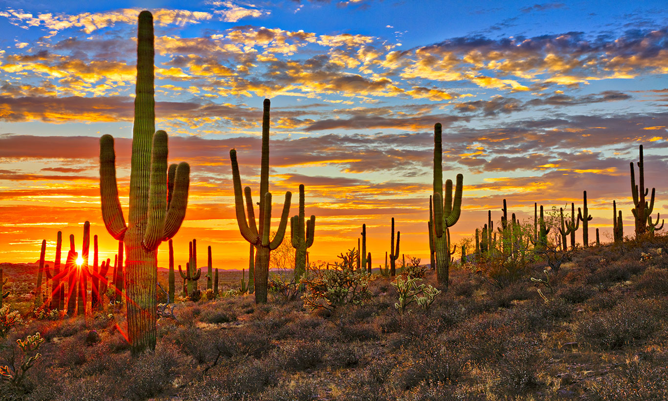 Sunset over Desert Cacti Wallpaper Mural
