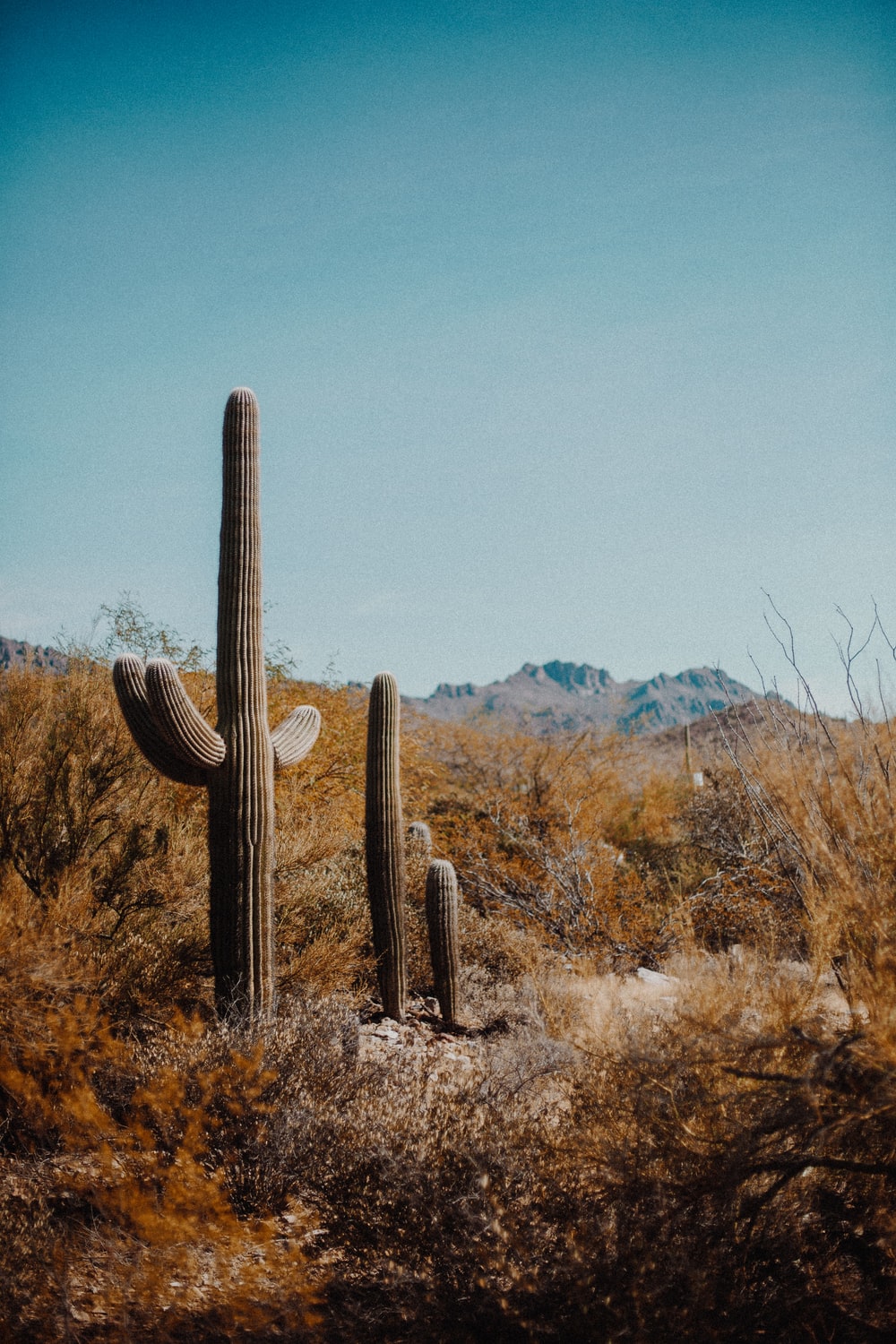 Desert Cactus Picture. Download Free Image