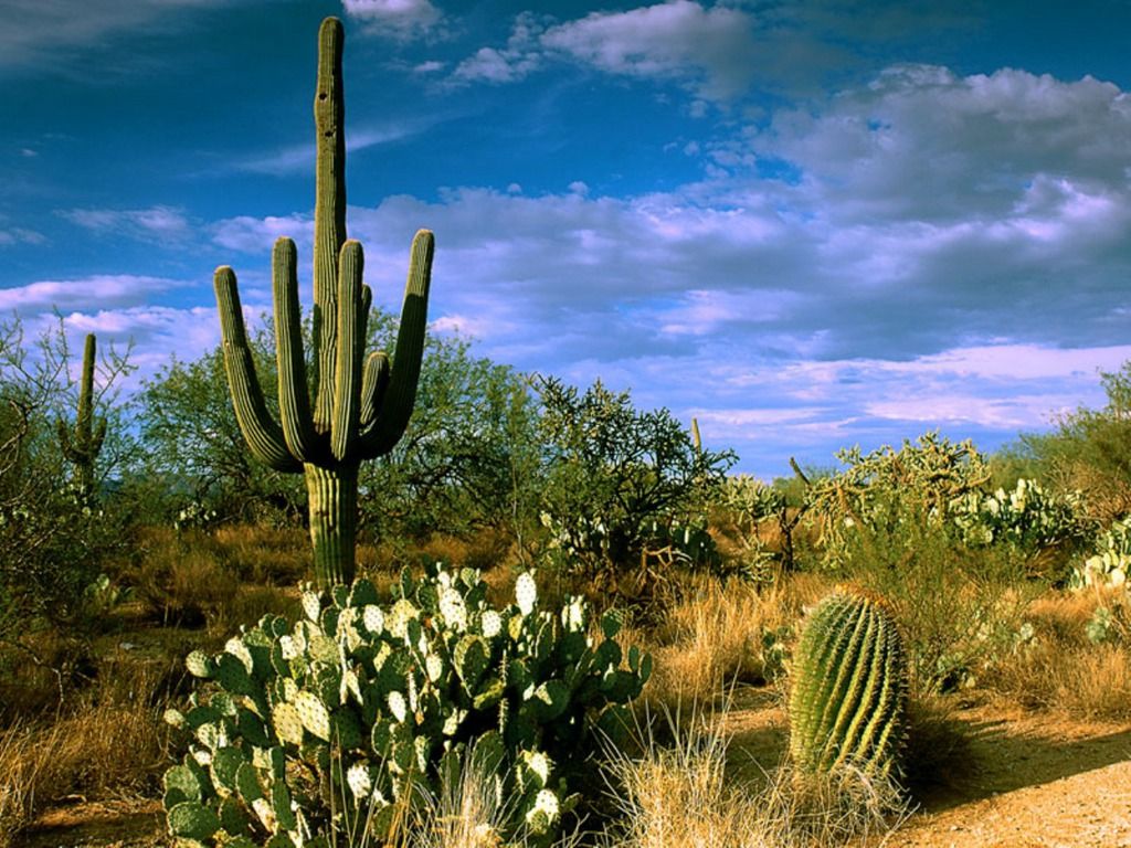 beautiful places. Cactus, Desert cactus, Desert landscaping