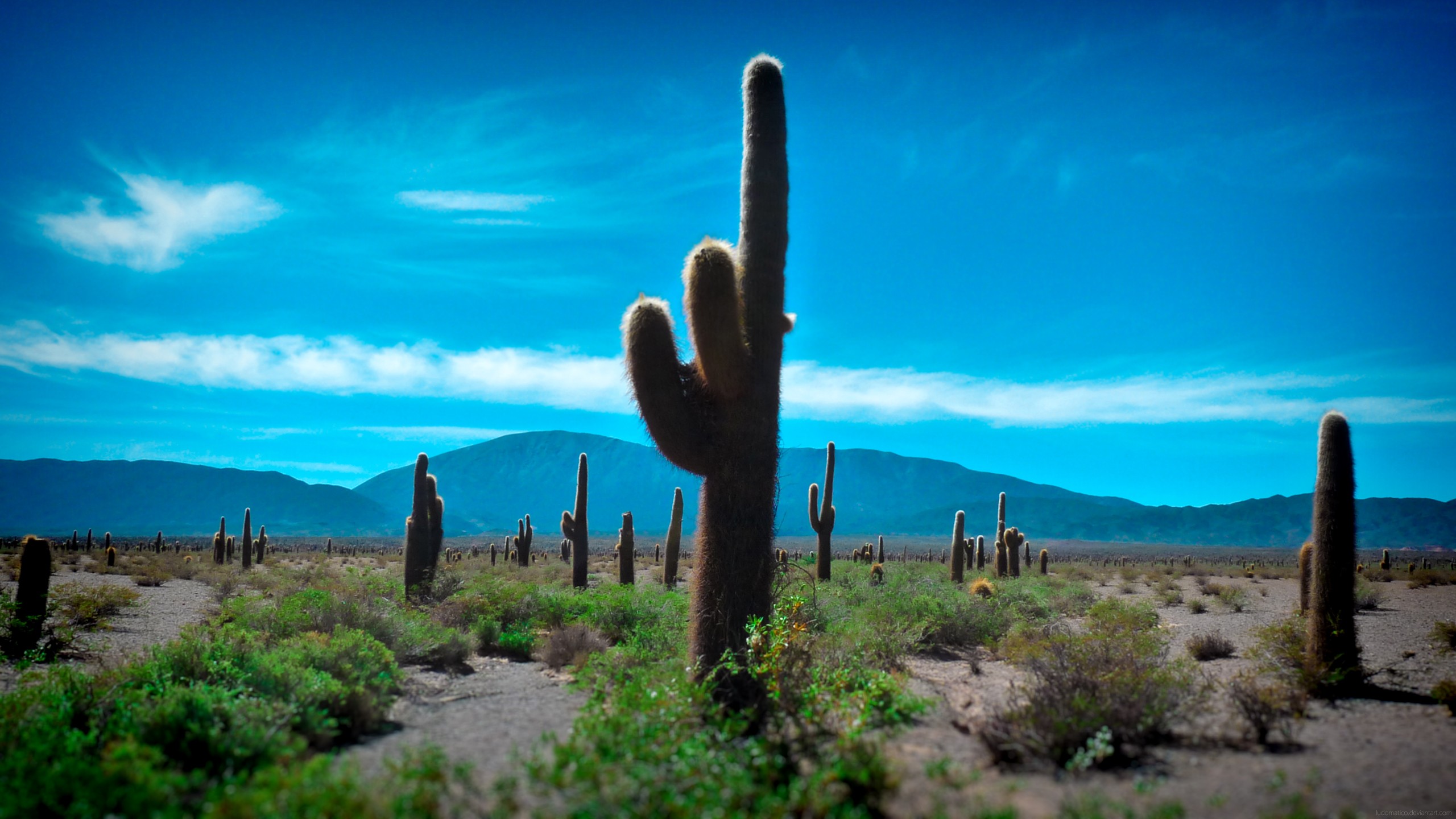 desert, Cactus Wallpaper HD / Desktop and Mobile Background