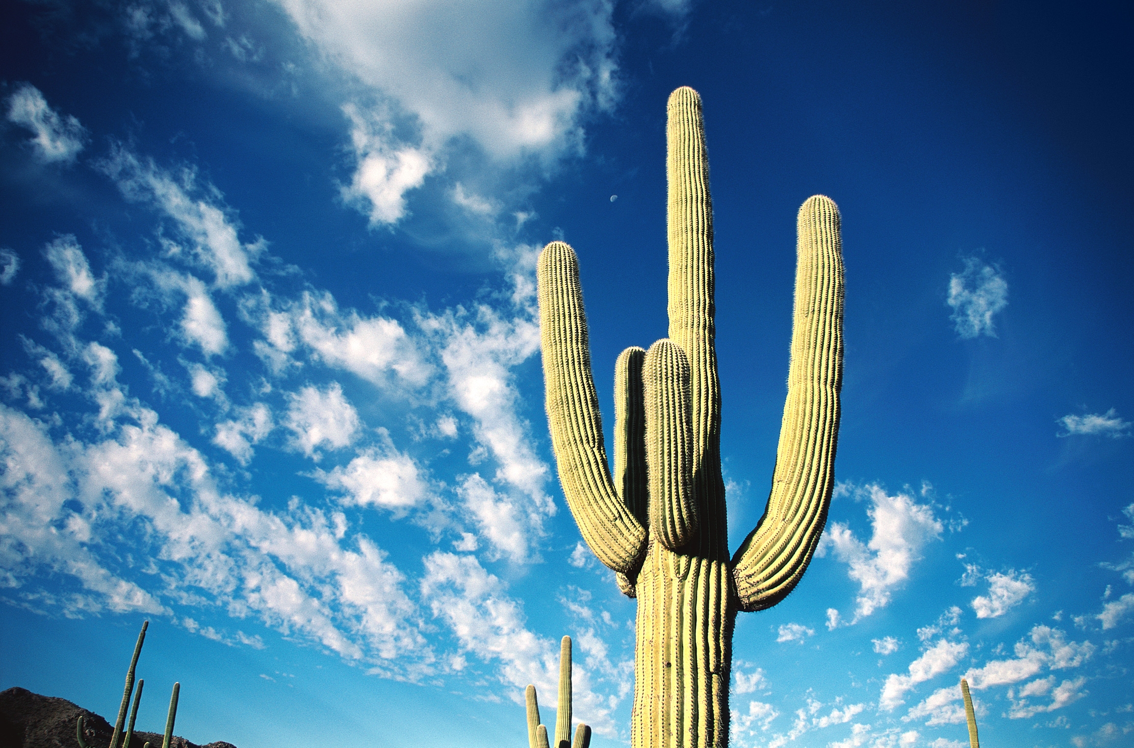 Download wallpaper 2312x1526 cactus, thorns, desert, sky, clouds HD background