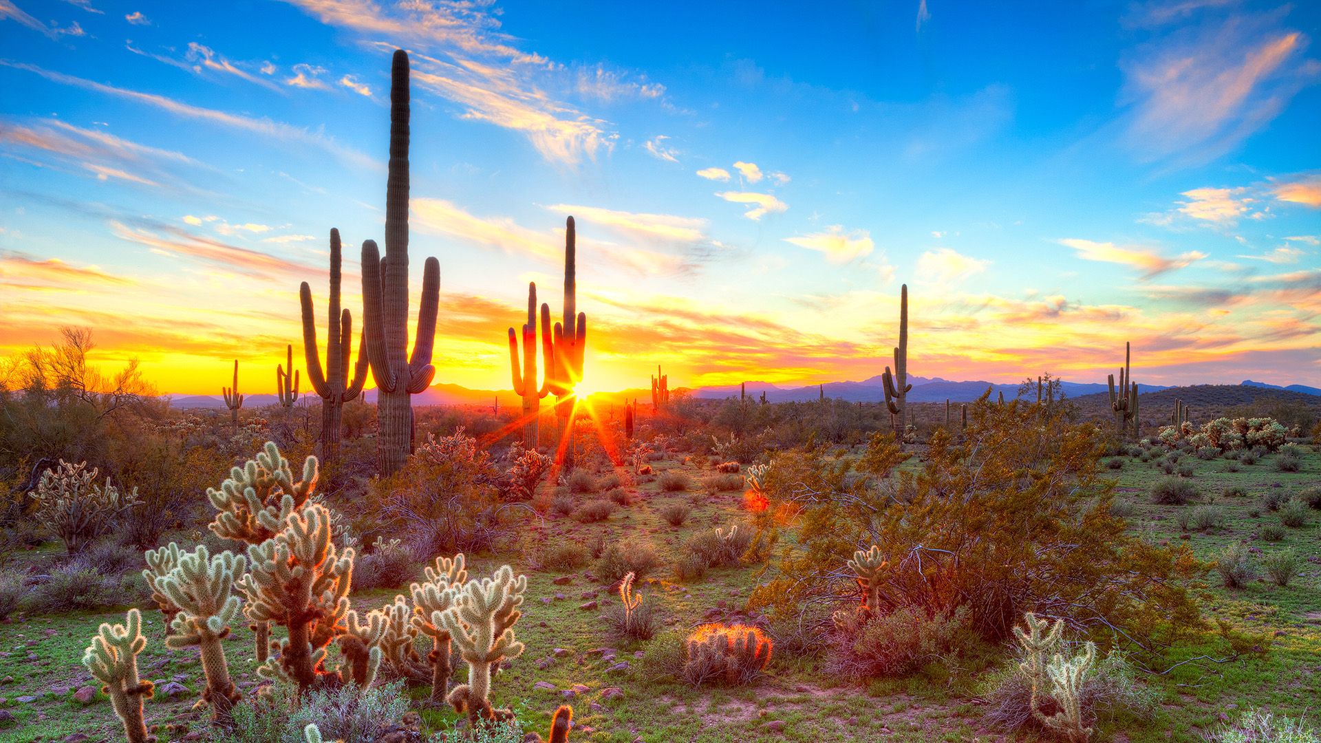 Arizona Cactus Wallpaper Free Arizona Cactus Background