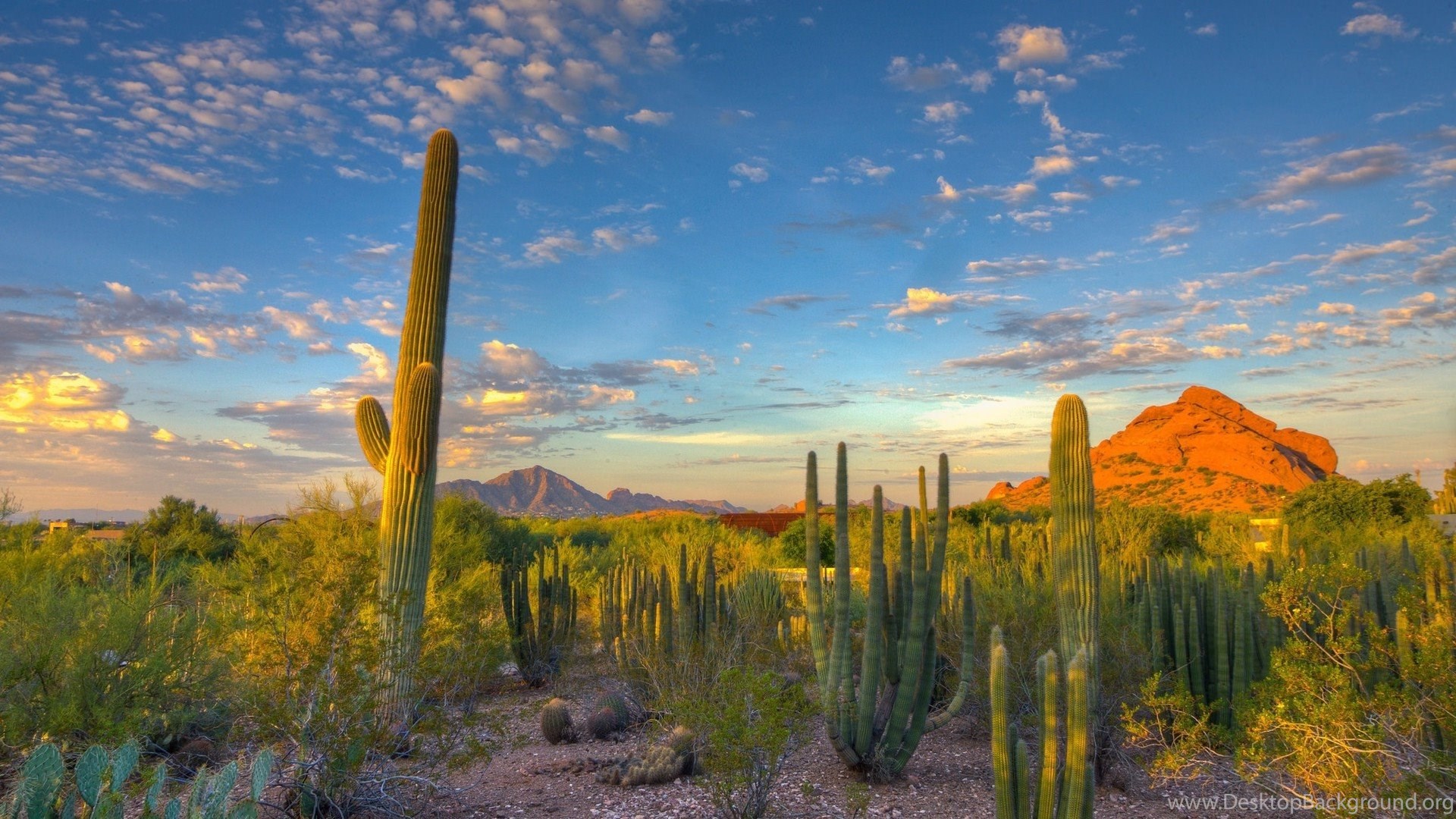 Landscape, Nature, Desert, Cactus, Mountain, Arizona Wallpaper HD. Desktop Background
