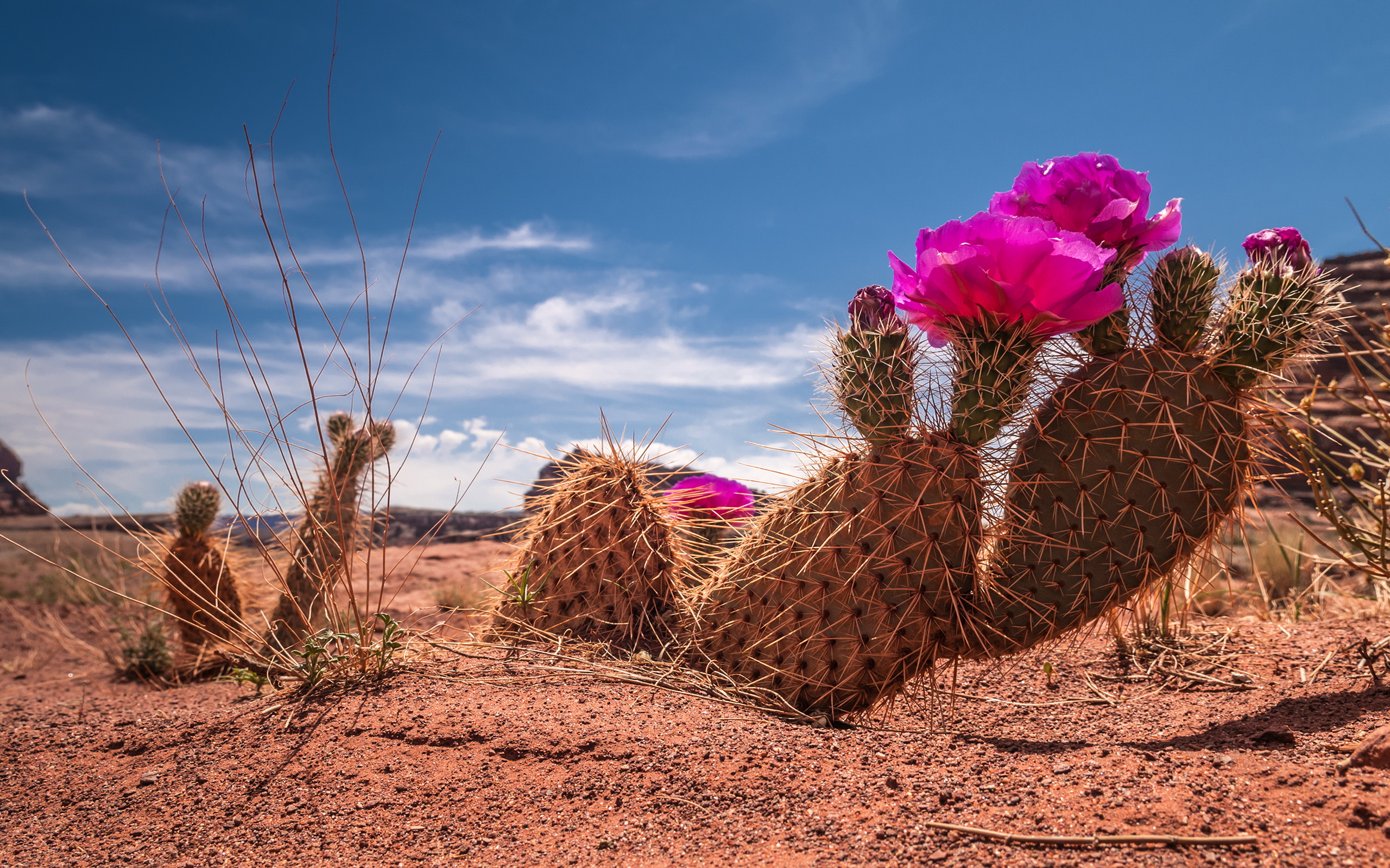 Title Earth Cactus Wallpaper Flower In Desert HD Wallpaper