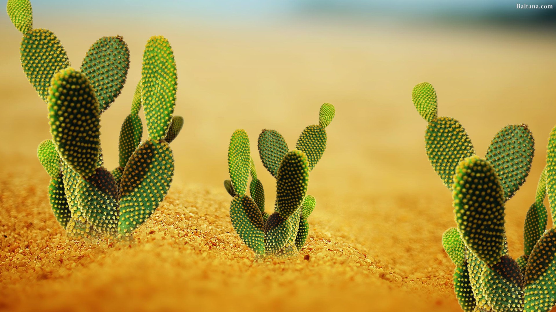 Cactus Desktop Wallpaper Cactus High Resolution