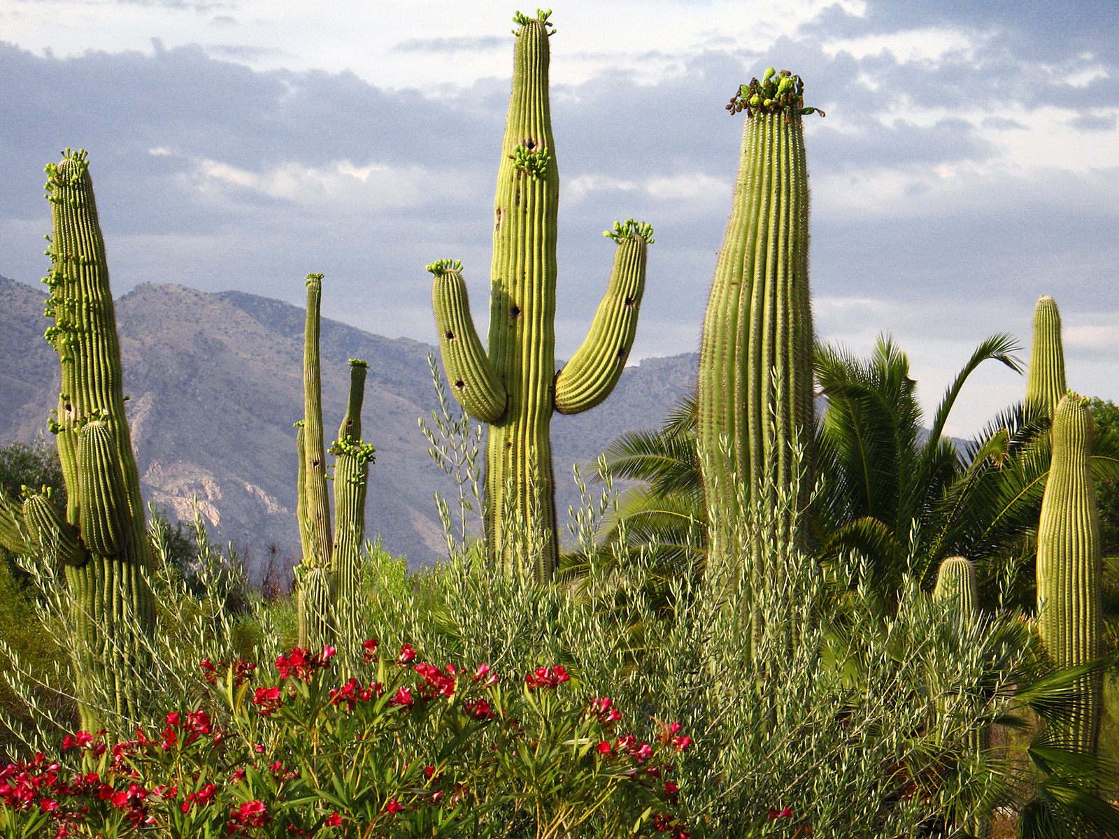 life insurance canada: Desert Cactus HD Wallpaper