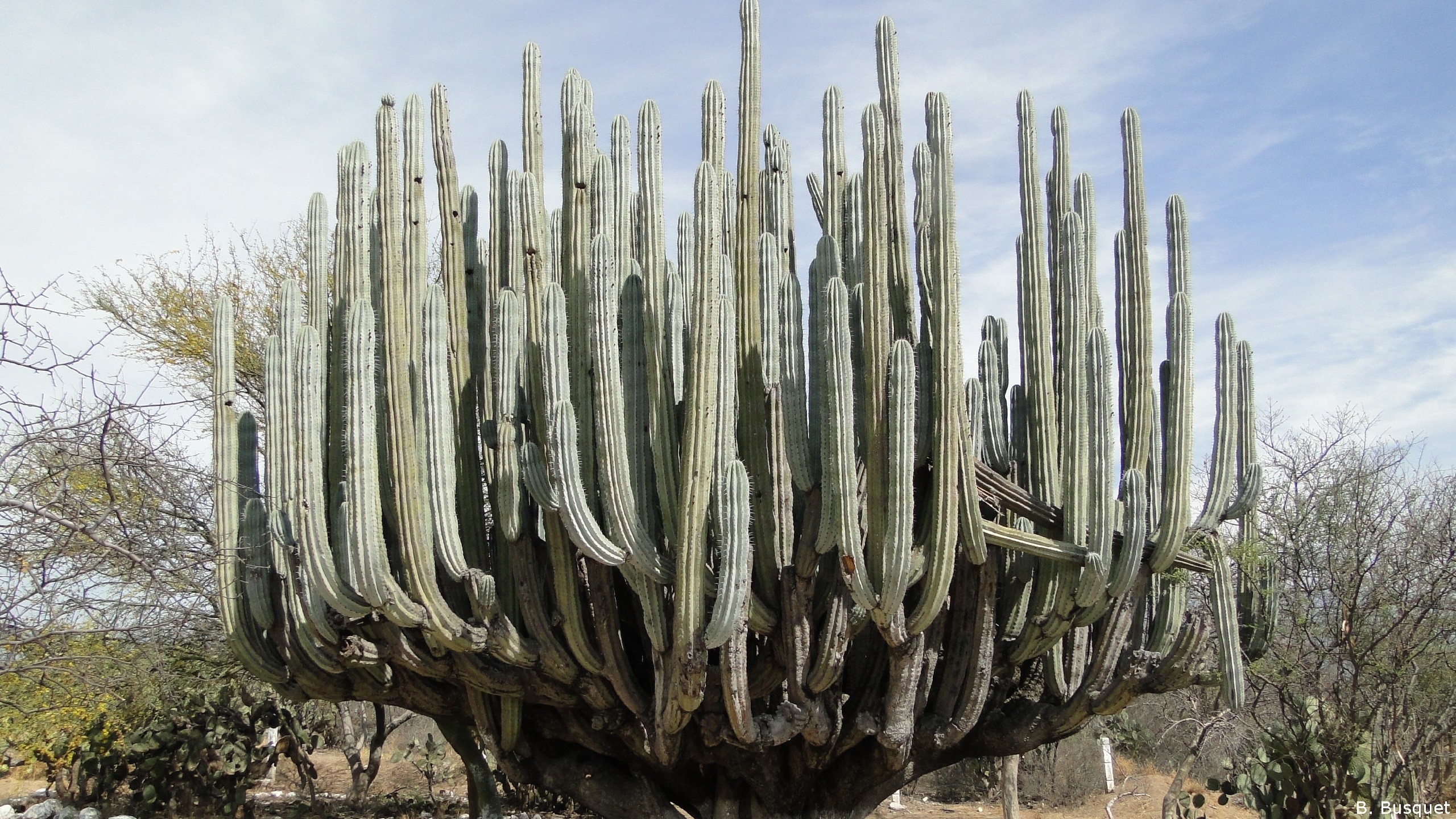 Huge cactus in the desert's HD Wallpaper