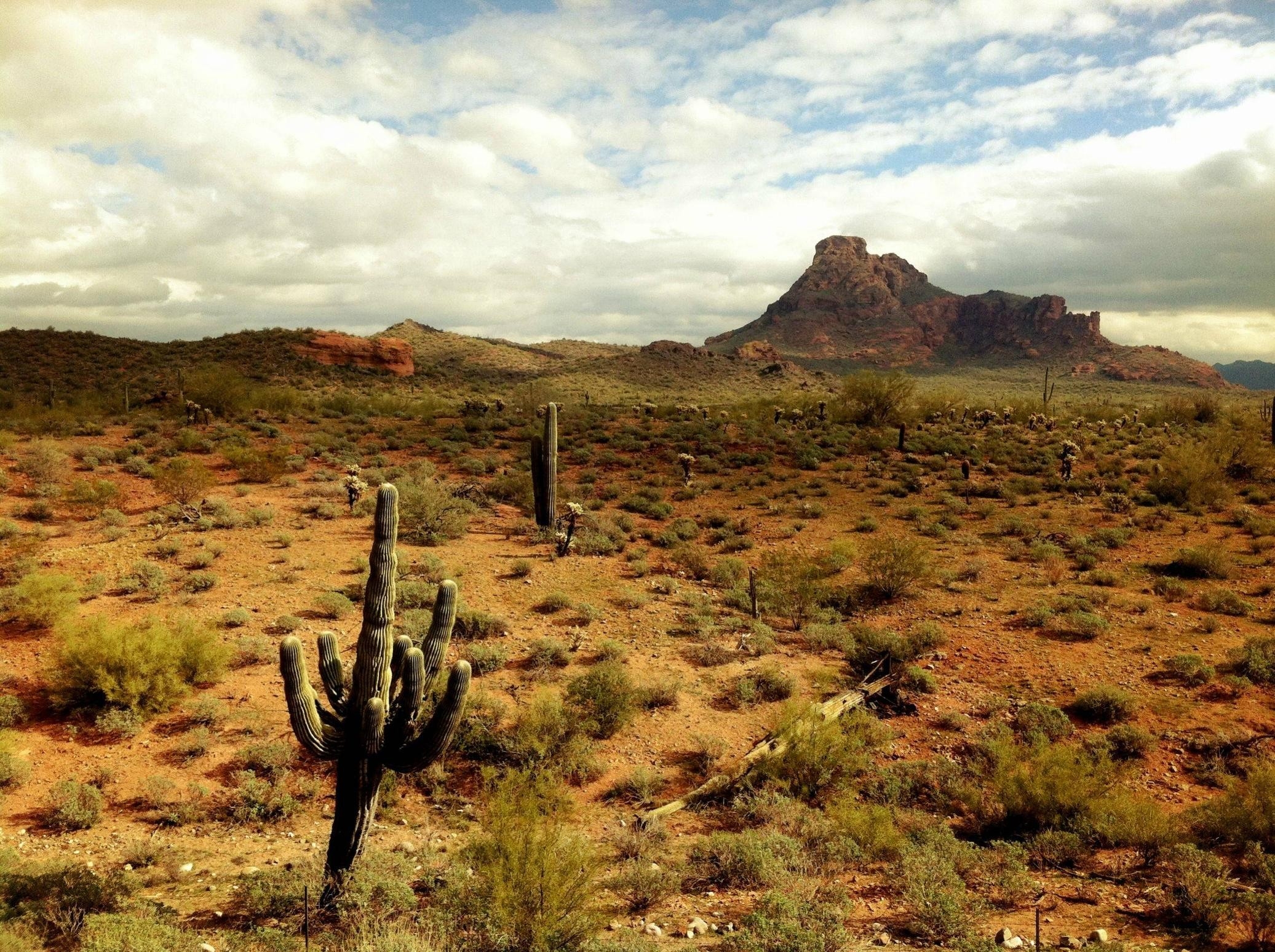 desert cactus 2073x1548 wallpaper