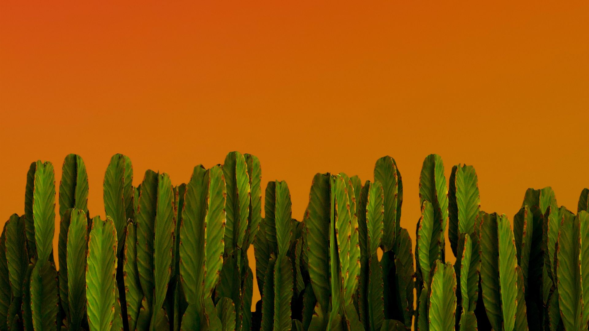 Cactus, green plants, desert plants wallpaper, HD image, picture, background, 2ce985