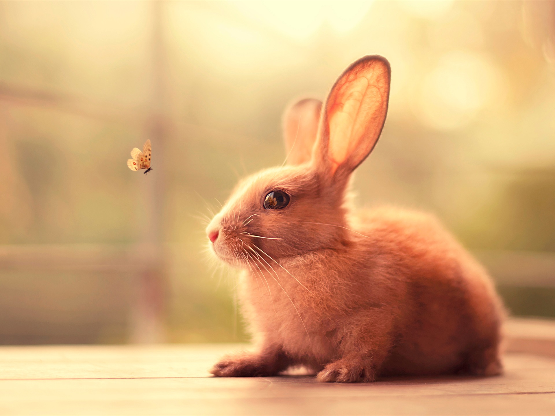 Wallpaper Rabbit and butterfly 1920x1440 HD Picture, Image