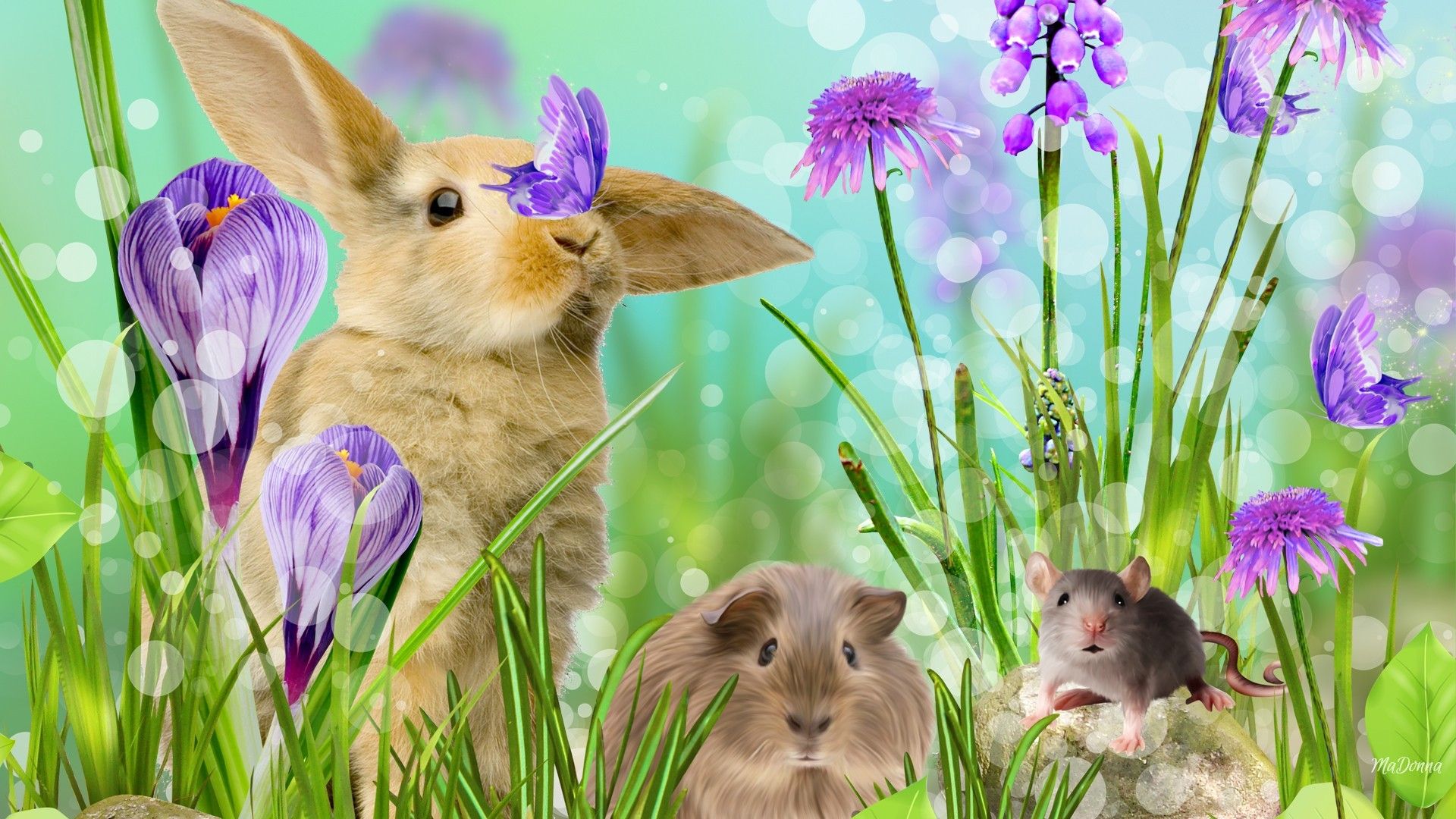 3D Bunny Wallpaper