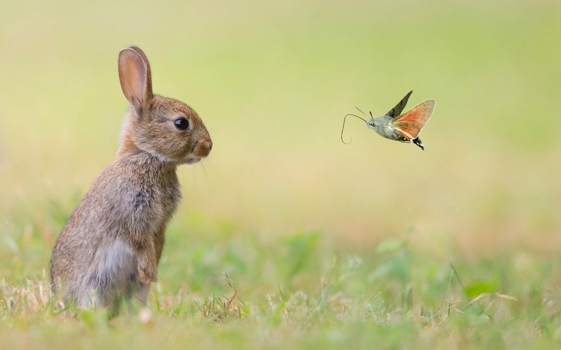 Wallpaper with Bunnies