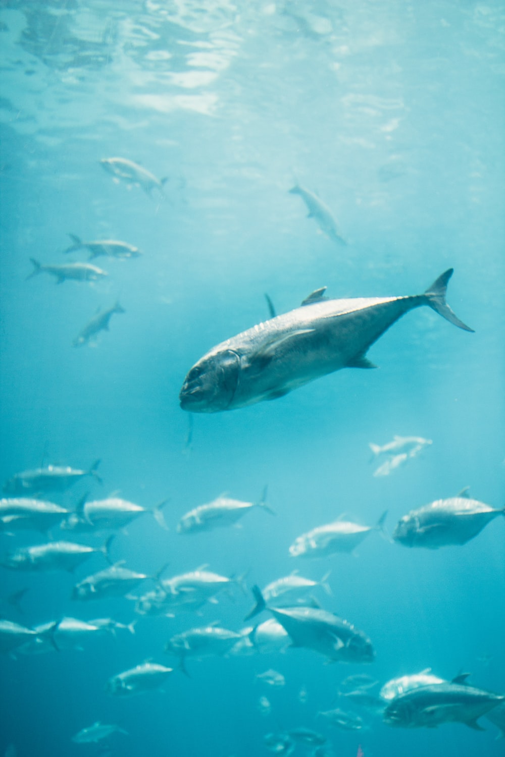Fish In The Water Picture. Download Free Image