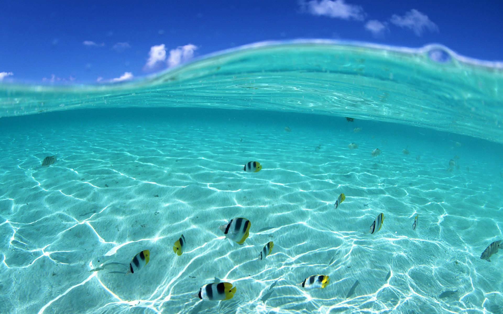 Beautiful fishes in the crystal ocean water