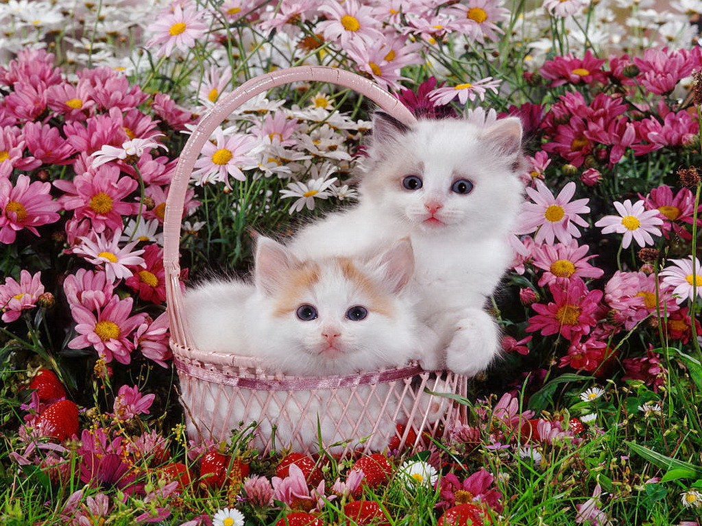 Kittens And Flowers Wallpaper Cat With Flower