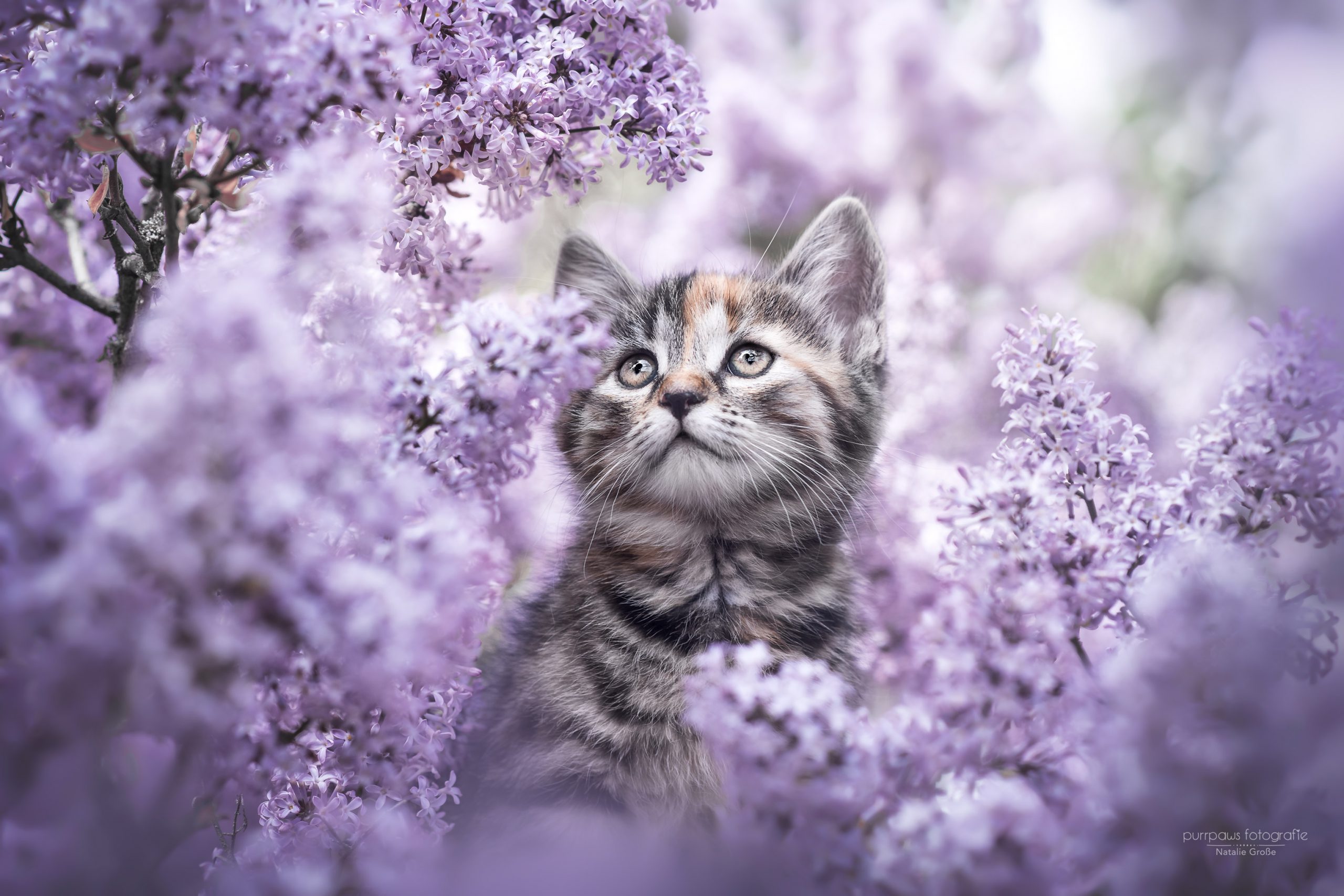 Cute Kitten in Flowers HD Wallpaper