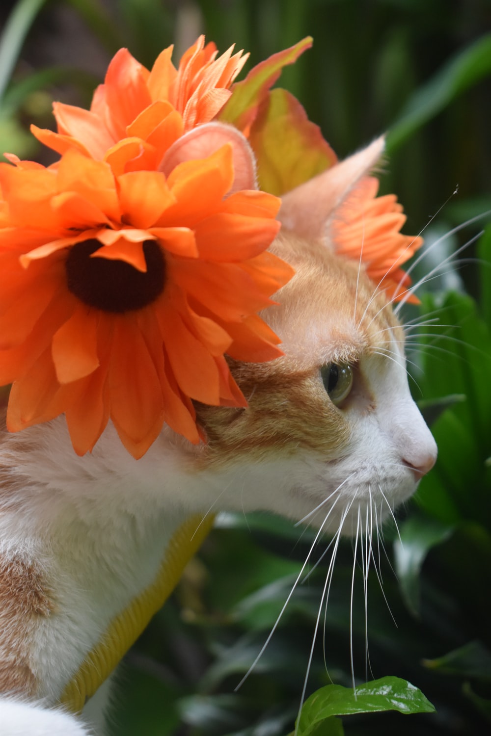 Cat Flowers Picture. Download Free Image