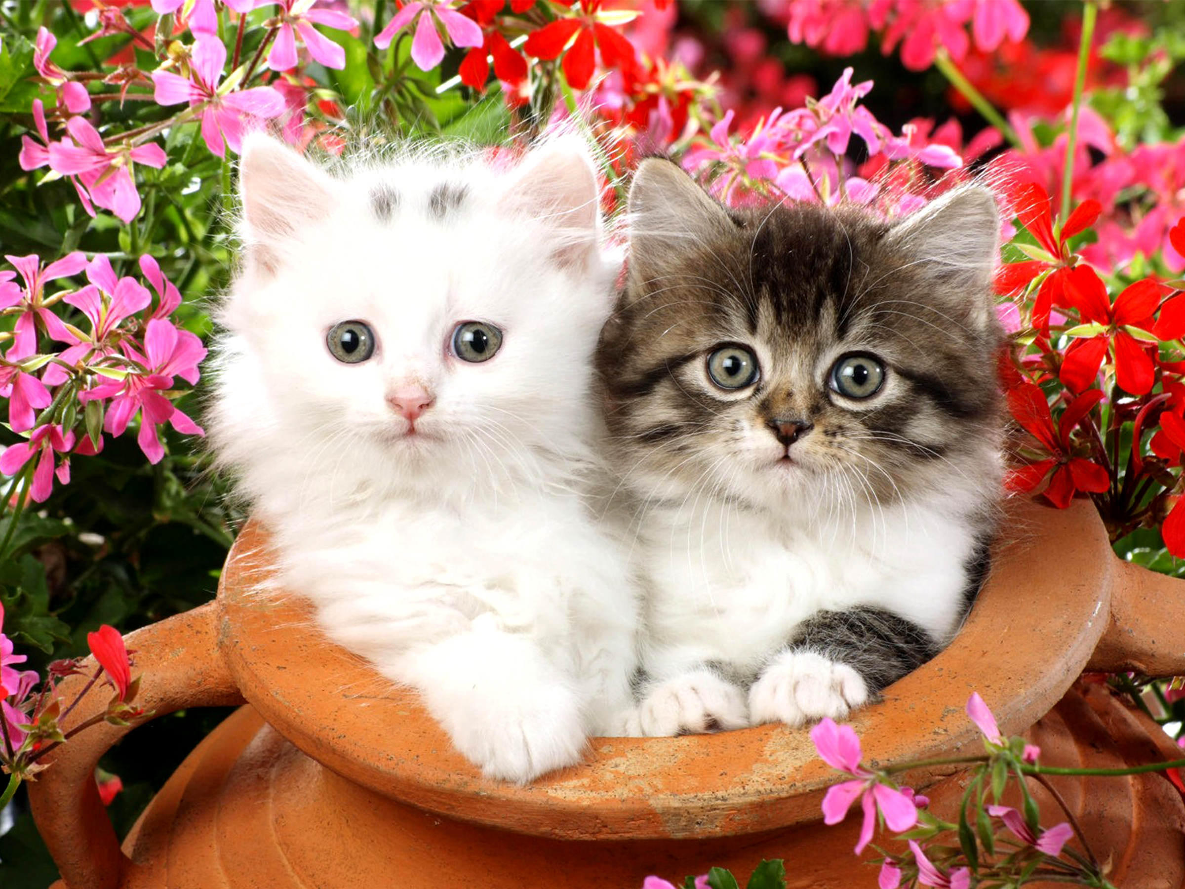 Two Kittens HD Wallpaper