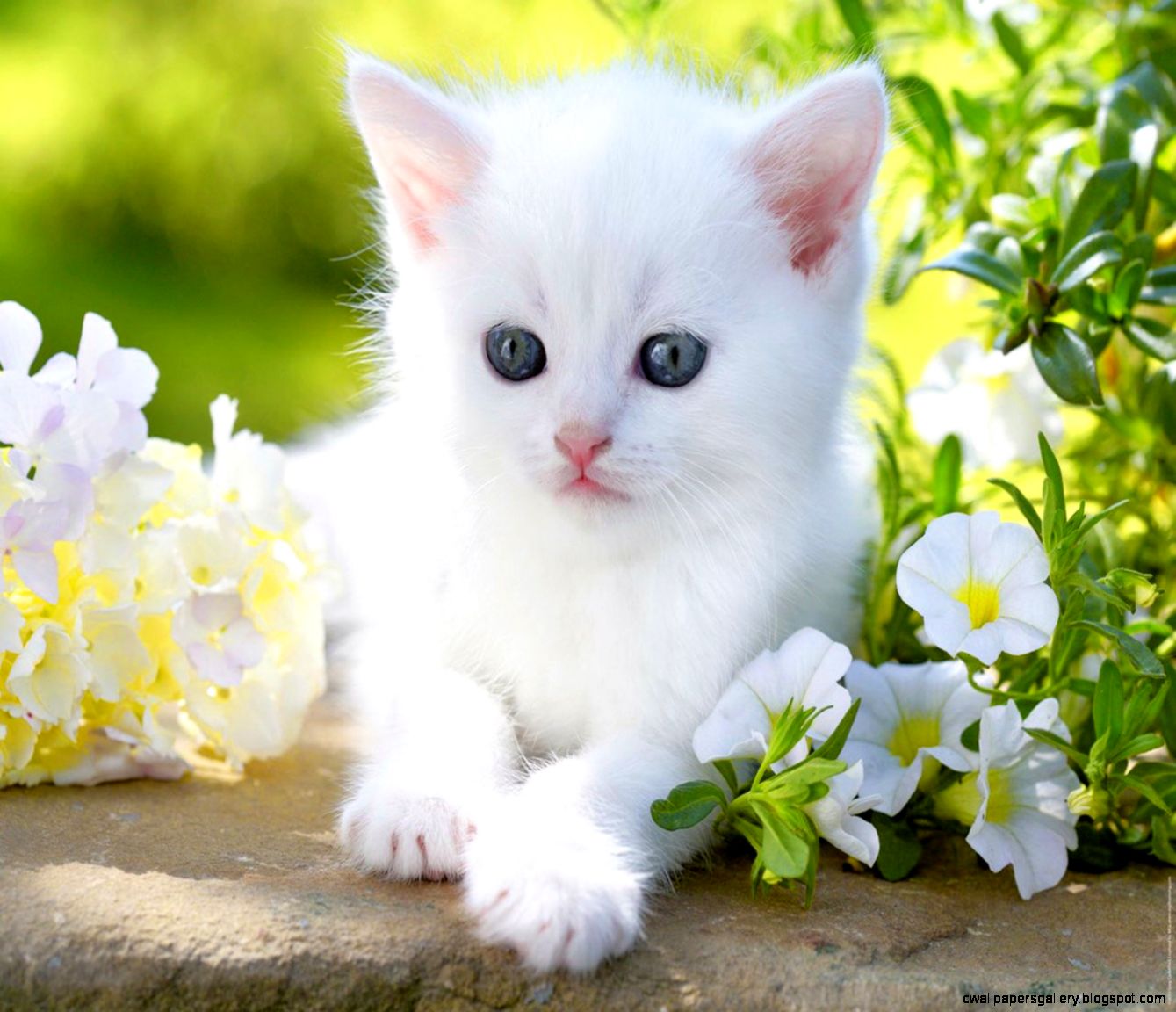 Baby Kitty Blue Eyes White Cute Flower Animal Cat Wallpaper Baby Cute Cat HD Wallpaper