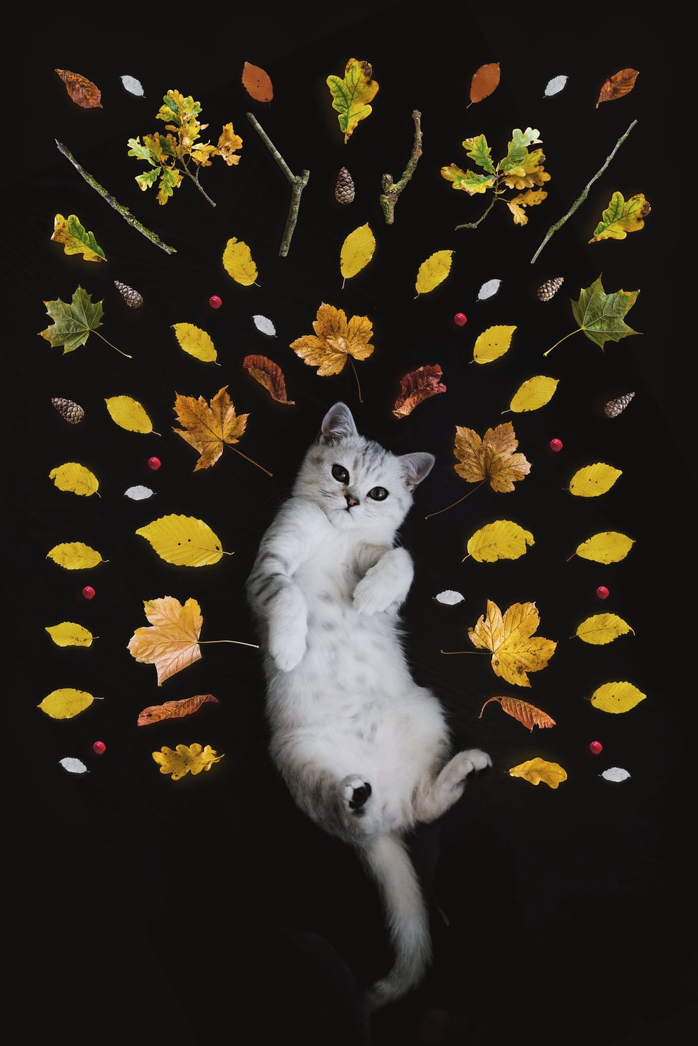 Cat With Flower Wallpapers - Wallpaper Cave