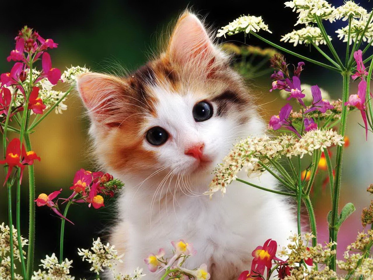 Cats: Flowery Kitty Fluffy Cute Sweet Floral Flowers Adorable Cat. Desktop Background