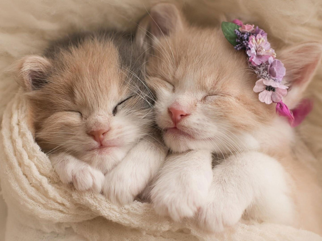Two white and orange tabby kittens wallpaper, kitty, cat, cats, sleep, sleeping • Wallpaper For You HD Wallpaper For Desktop & Mobile