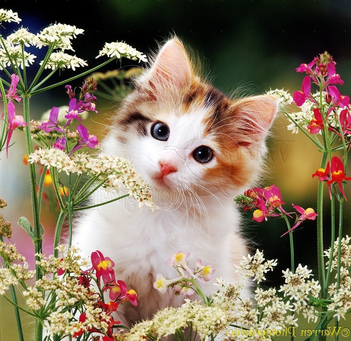 Background Cute Cat Wallpaper
